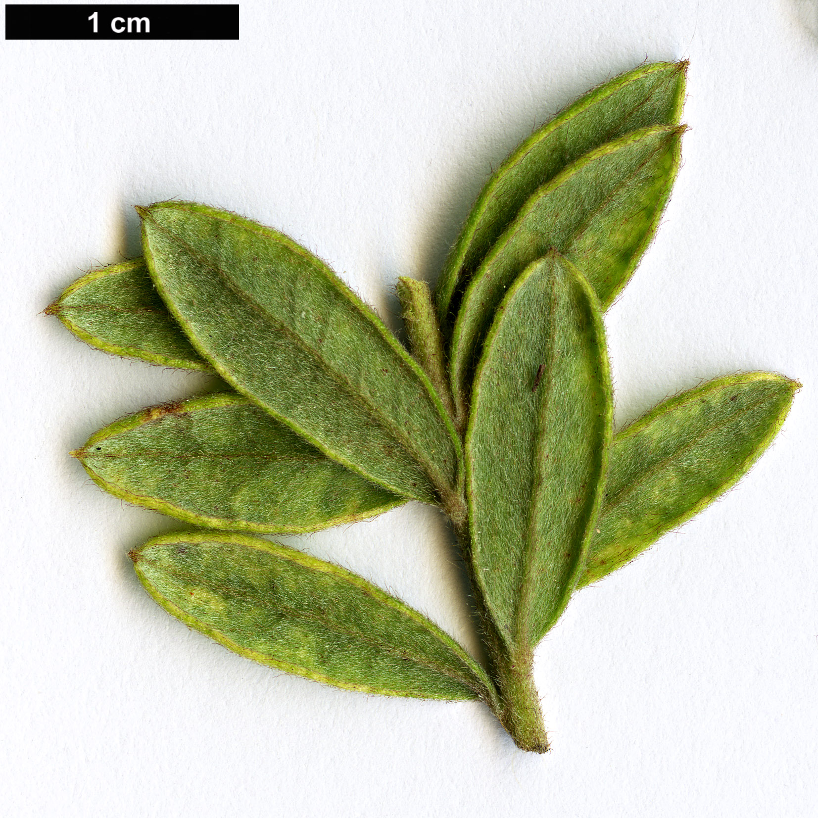 High resolution image: Family: Proteaceae - Genus: Grevillea - Taxon: buxifolia - SpeciesSub: subsp. buxifolia